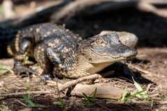 American Alligator American Alligator