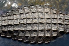 American Alligator American Alligator