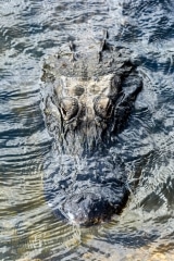 American Alligator American Alligator