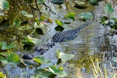 American Alligator American Alligator