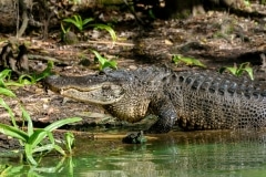 American Alligator American Alligator