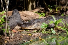 American Alligator American Alligator