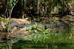 American Alligators American Alligators