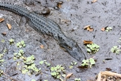 American Alligator American Alligator