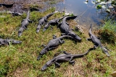American Alligators American Alligators