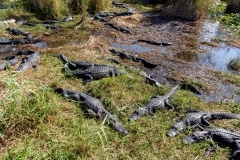 American Alligators American Alligators