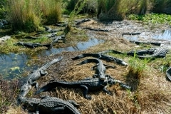 American Alligators American Alligators