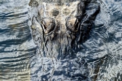American Alligator