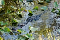 American Alligator