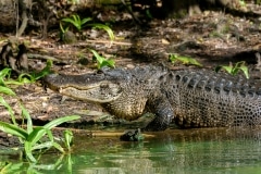 American Alligator
