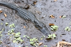 American Alligator