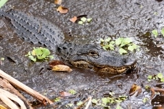 American Alligator