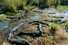 American Alligators