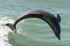 Common Bottlenose Dolphin Common Bottlenose Dolphin