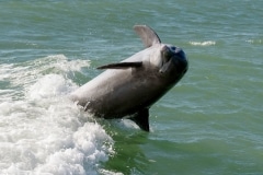 Common Bottlenose Dolphin Common Bottlenose Dolphin