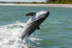 Common Bottlenose Dolphin Common Bottlenose Dolphin