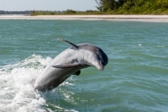Common Bottlenose Dolphin Common Bottlenose Dolphin