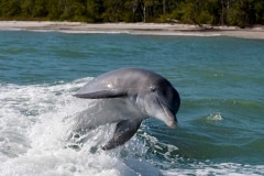 Common Bottlenose Dolphin Common Bottlenose Dolphin