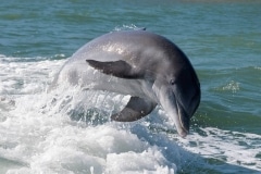 Common Bottlenose Dolphin Common Bottlenose Dolphin