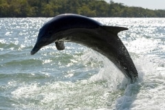 Common Bottlenose Dolphin Common Bottlenose Dolphin