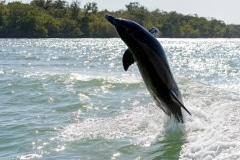 Common Bottlenose Dolphin Common Bottlenose Dolphin