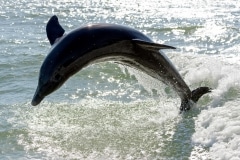 Common Bottlenose Dolphin Common Bottlenose Dolphin