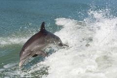 Common  Bottlenose Dolphin