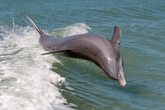 Common  Bottlenose Dolphin