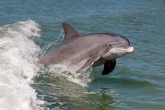 Common  Bottlenose Dolphin