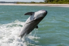 Common  Bottlenose Dolphin