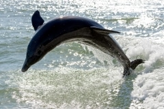 Common  Bottlenose Dolphin