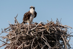 Osprey Osprey