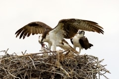 Osprey Osprey