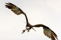 Osprey Osprey