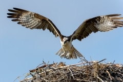 Osprey Osprey
