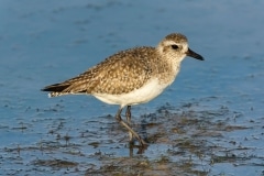 Black-bellied Plover Black-bellied Plover