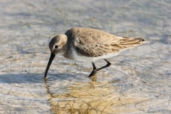 Dunlin Dunlin