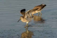 Long-billed Dowitcher Long-billed Dowitcher