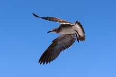 Laughing Gull Laughing Gull
