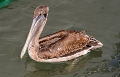 Brown Pelican Brown Pelican