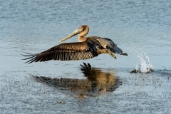 Brown Pelican Brown Pelican