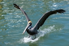 Brown Pelican Brown Pelican