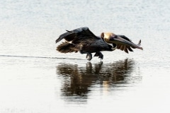 Brown Pelican Brown Pelican