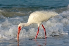 American White Ibis American White Ibis