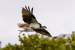 Osprey