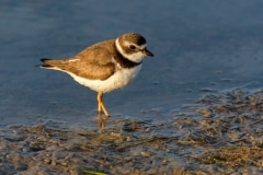 Semipalmated Plover