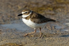 Wilson's Plover
