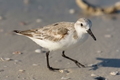 Sanderling