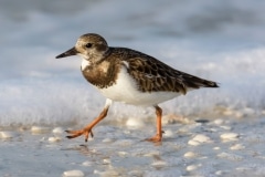 Ruddy Turnstone