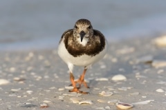 Ruddy Turnstone